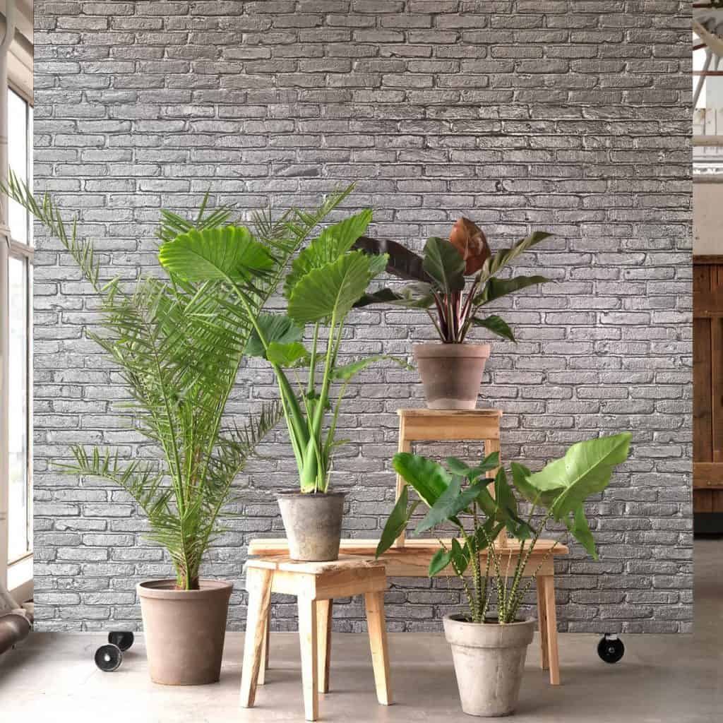 Tapet Materials Brick pe un perete in fata caruia se afla scaune si suport din lemn cu vase cu plante decorative
