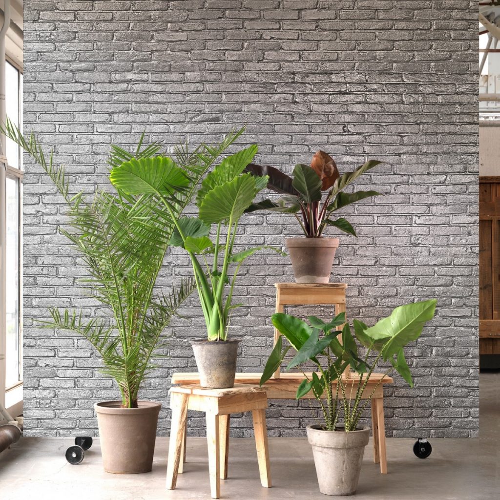 Tapet gri Materials - Brick, NLXL intr-o incapere cu mai multe vase cu plante decorative