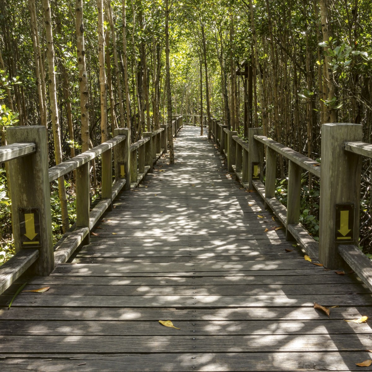 Foto tapet 3D Mangrove Forest, Dimex, 5 fâșii, 375 x 250cm