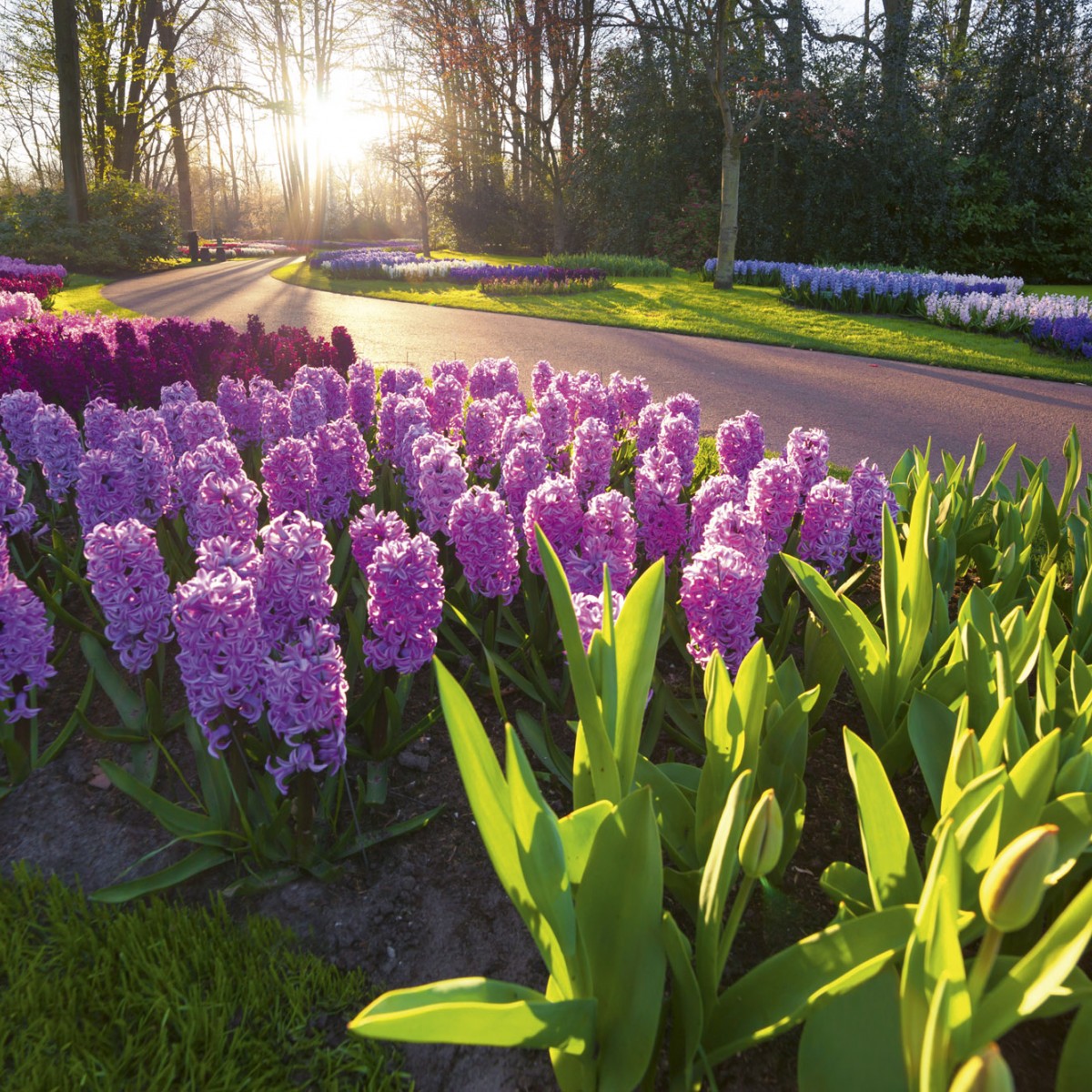 Foto tapet 3D Hyacint Flowers, Dimex, 5 fâșii, 375 x 250cm