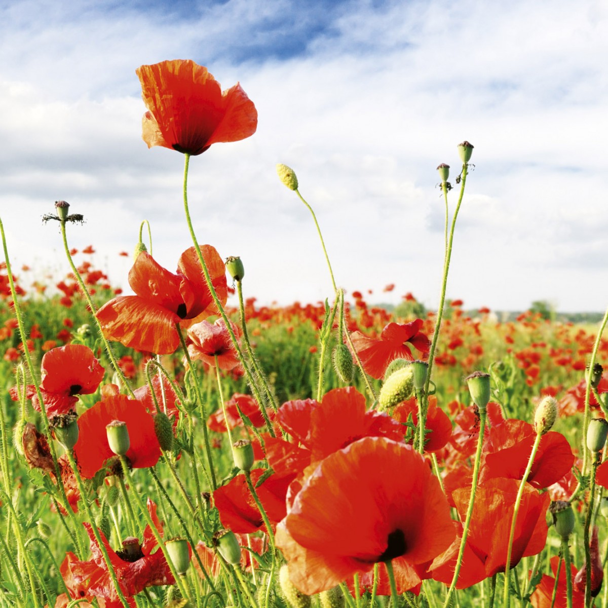 Foto tapet 3D Red Poppies, Dimex, 5 fâșii, 375 x 250cm