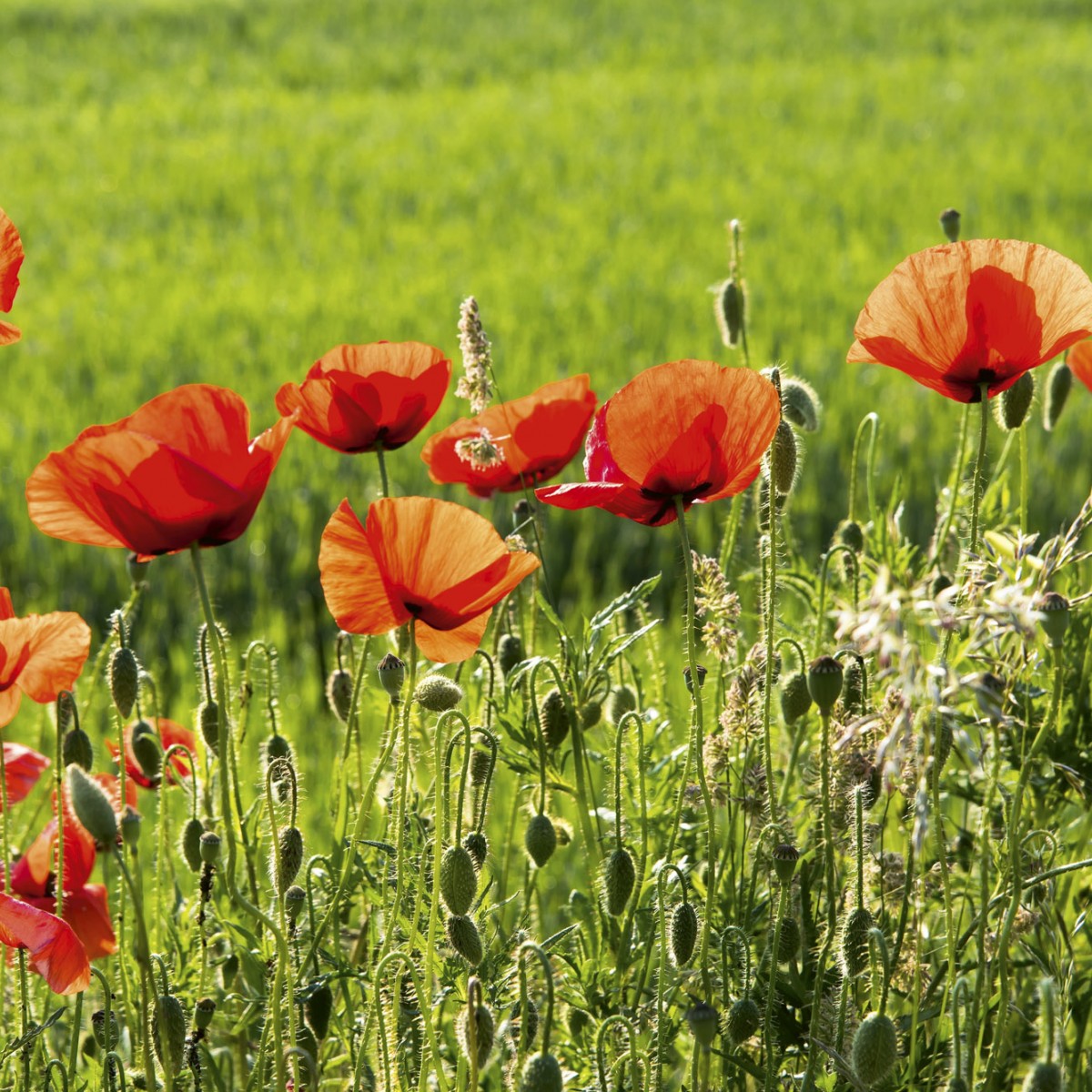 Foto tapet 3D Poppy Field, Dimex, 5 fâșii, 375 x 250cm