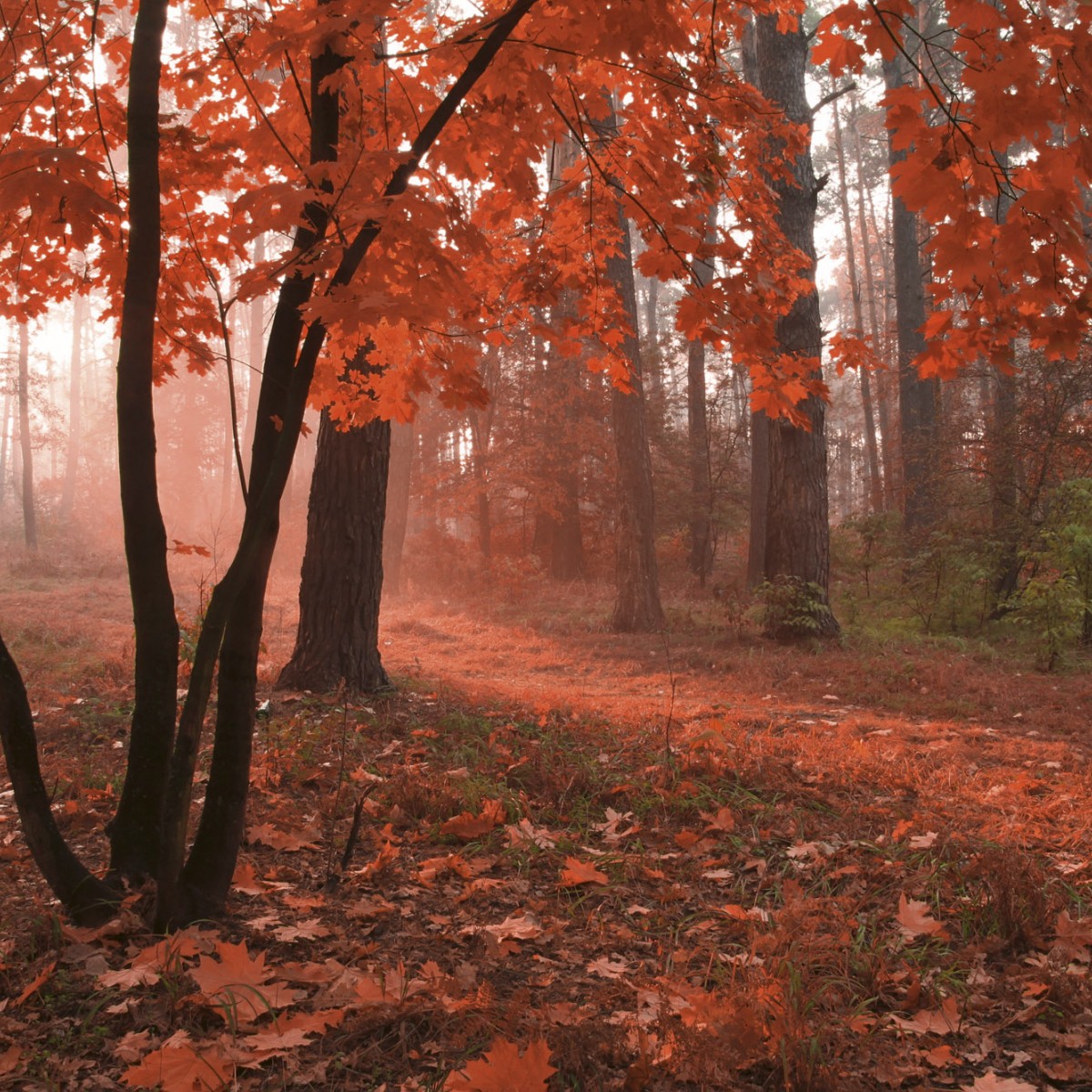 Foto tapet 3D Misty Forest, Dimex, 5 fâșii, 375 x 250cm