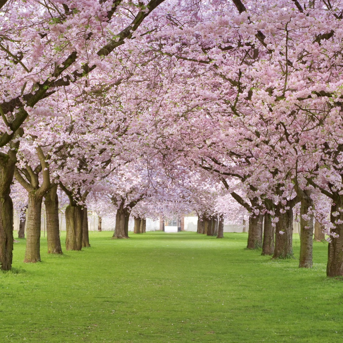 Foto tapet 3D Cherry Trees, Dimex, 5 fâșii, 375 x 250cm