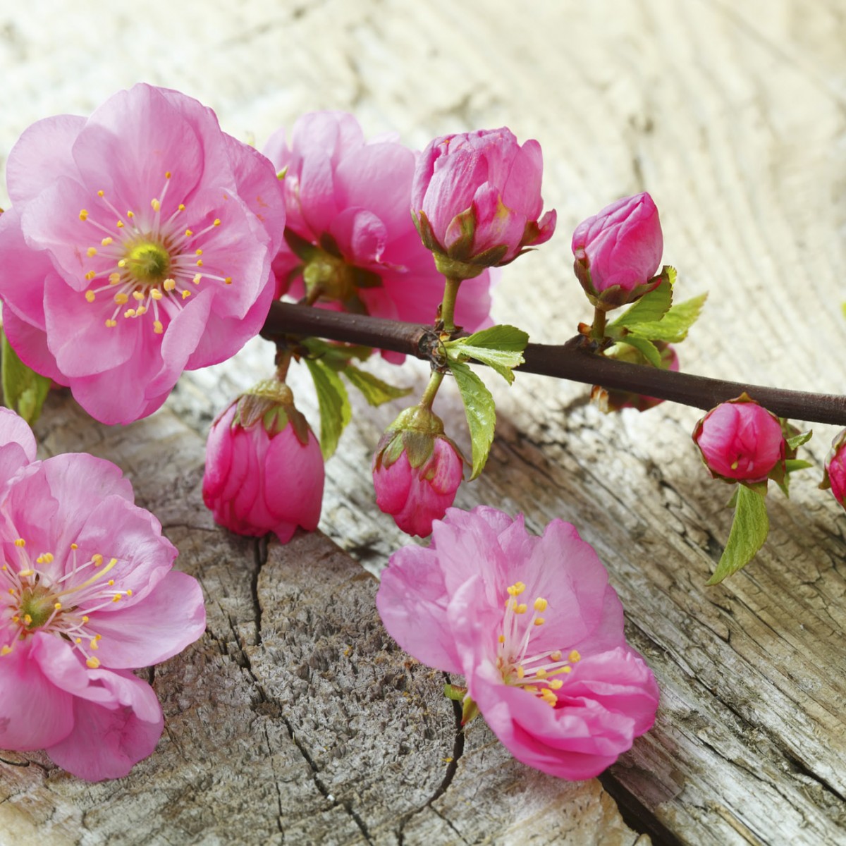 Foto tapet 3D Sakura, Dimex, 5 fâșii, 375 x 250cm