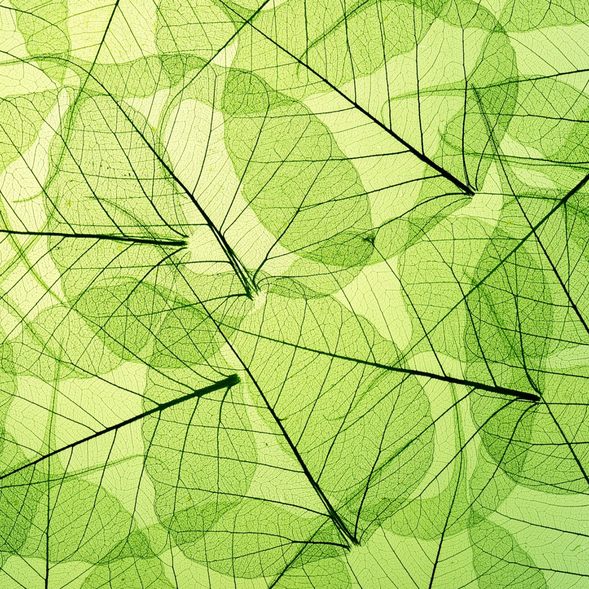 Foto tapet 3D Leaf Veins, Dimex, 5 fâșii, 375 x 250cm