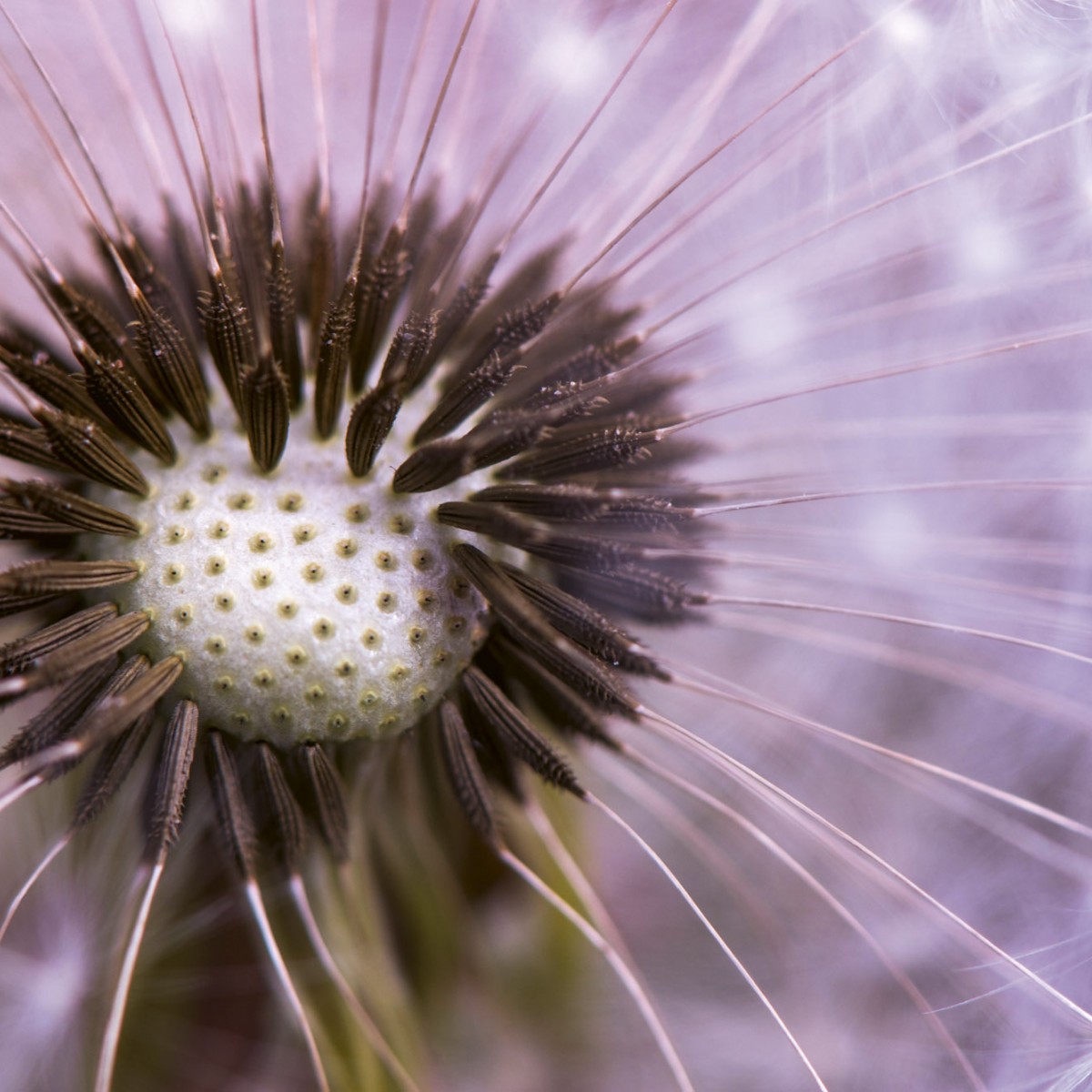 Foto tapet 3D Dandelion, Dimex, 5 fâșii, 375 x 250cm