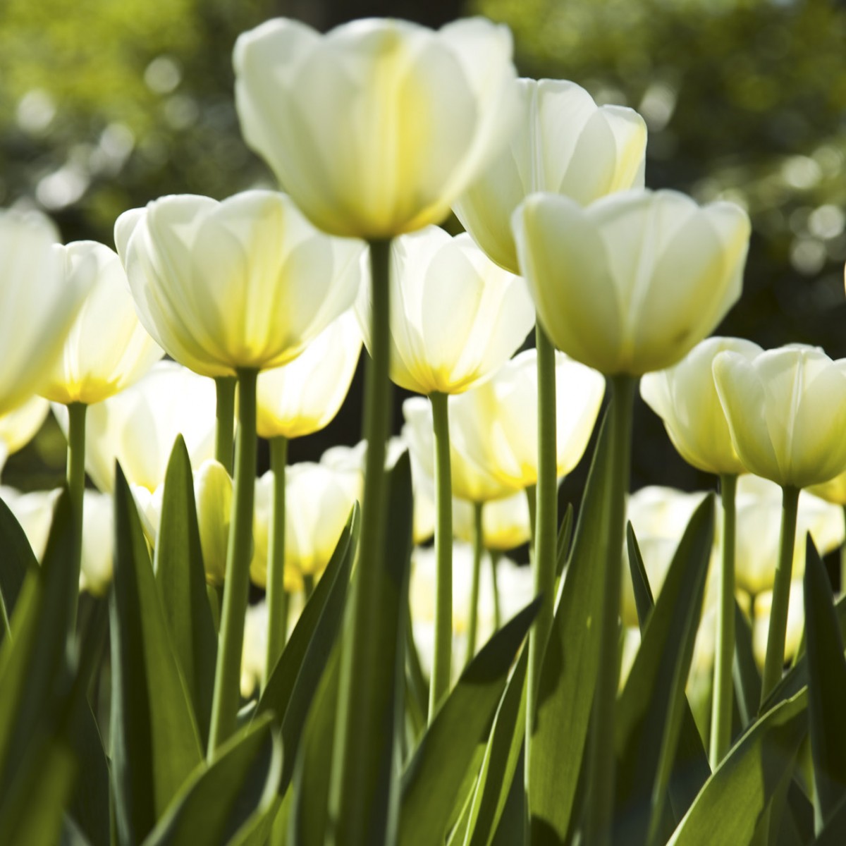 Foto tapet 3D White Tulips, Dimex, 5 fâșii, 375 x 250cm