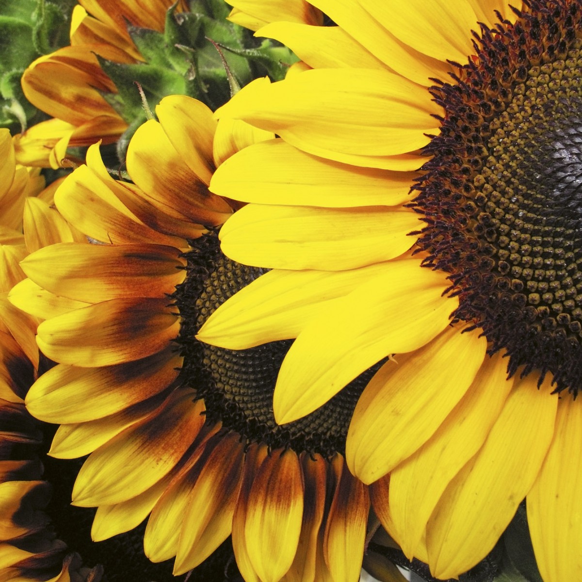 Foto tapet 3D Sunflowers, Dimex, 5 fâșii, 375 x 250cm