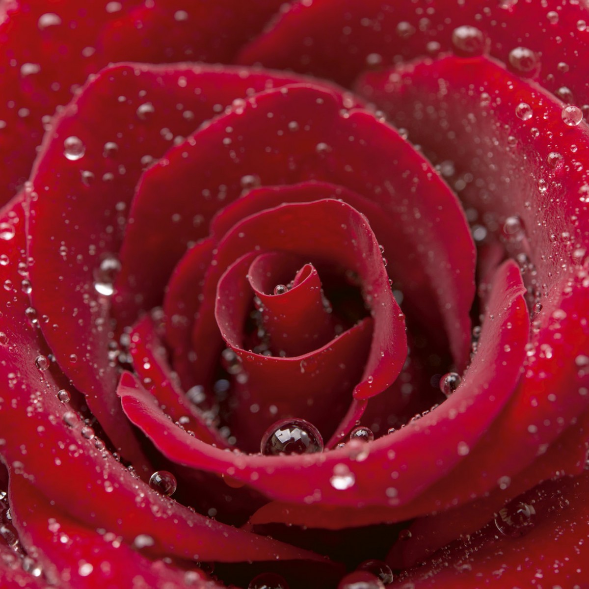 Foto tapet 3D Red Rose, Dimex, 5 fâșii, 375 x 250cm