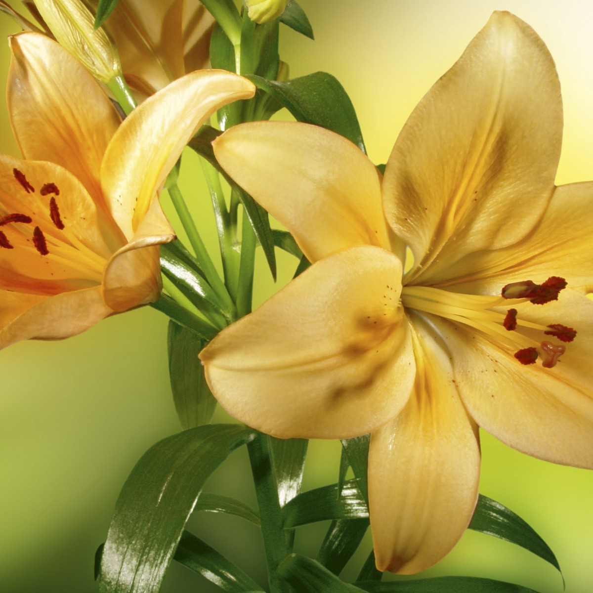 Foto tapet 3D Lily, Dimex, 5 fâșii, 375 x 250cm