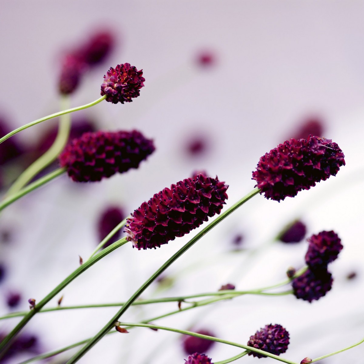 Foto tapet 3D Floral Violet, Dimex, 5 fâșii, 375 x 250cm