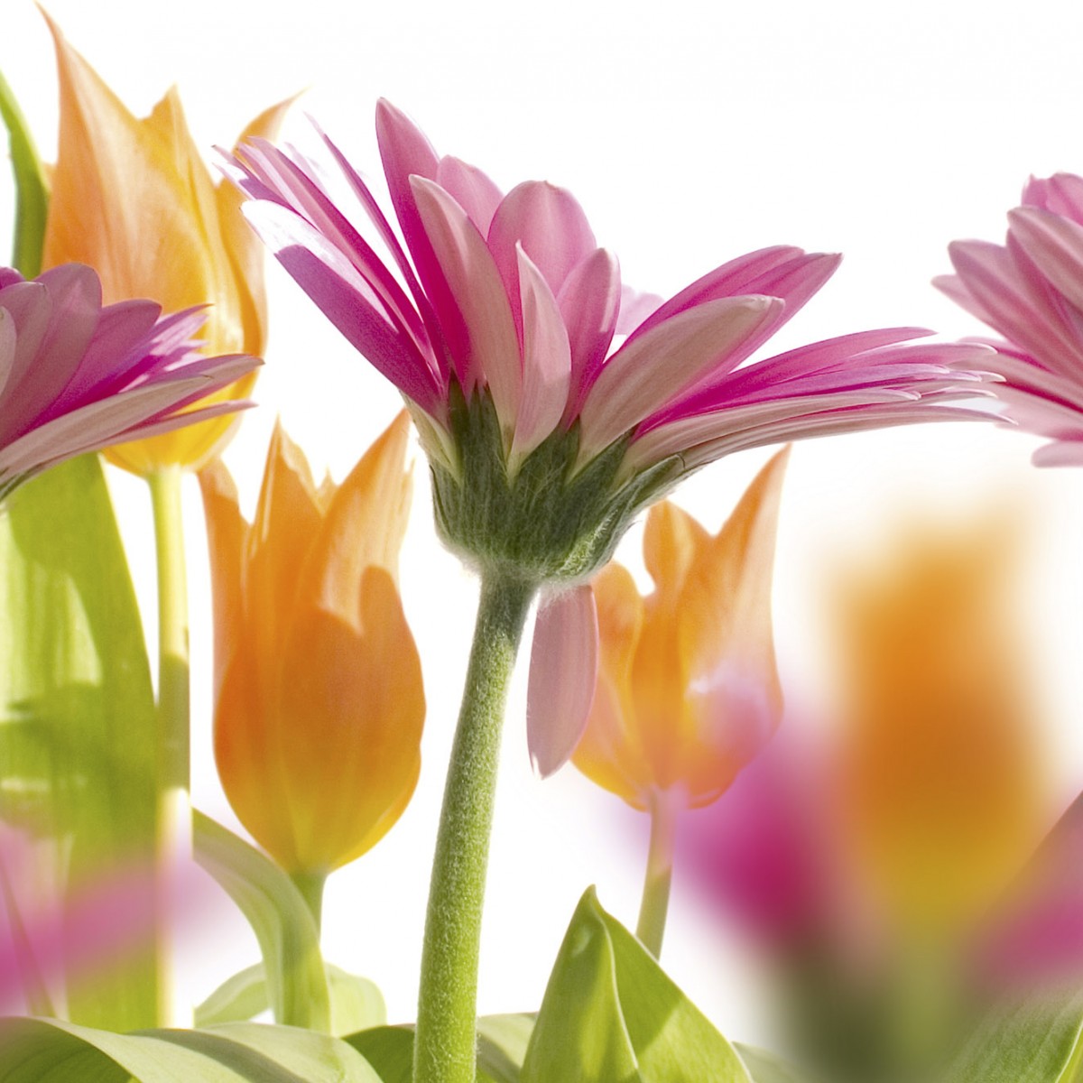 Foto tapet 3D Spring Flowers, Dimex, 5 fâșii, 375 x 250cm
