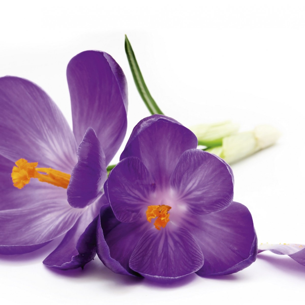 Foto tapet 3D Crocus, Dimex, 5 fâșii, 375 x 250cm