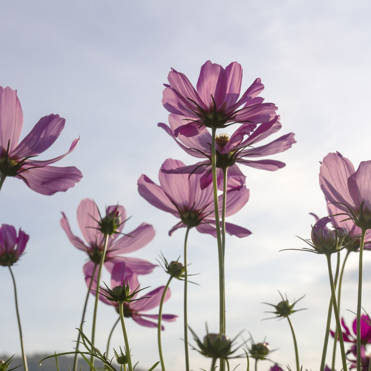 Foto tapet 3D Cosmos Flowers, Dimex, 5 fâșii, 375 x 250cm