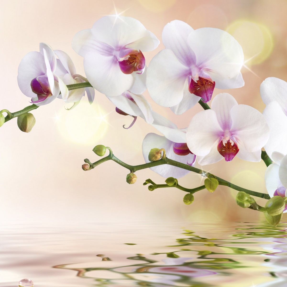 Foto tapet 3D White Orchid, Dimex, 5 fâșii, 375 x 250cm