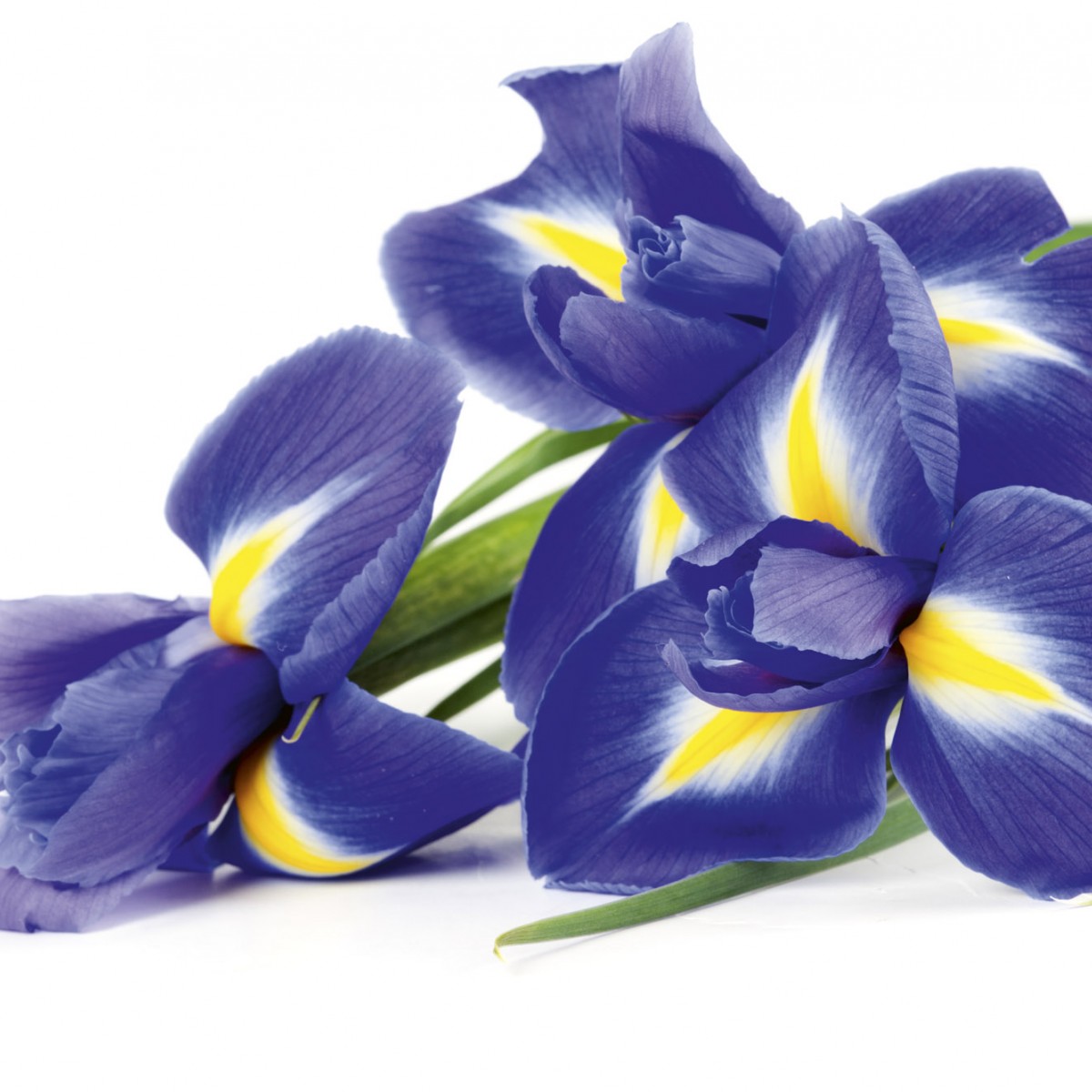 Foto tapet 3D Iris, Dimex, 5 fâșii, 375 x 250cm