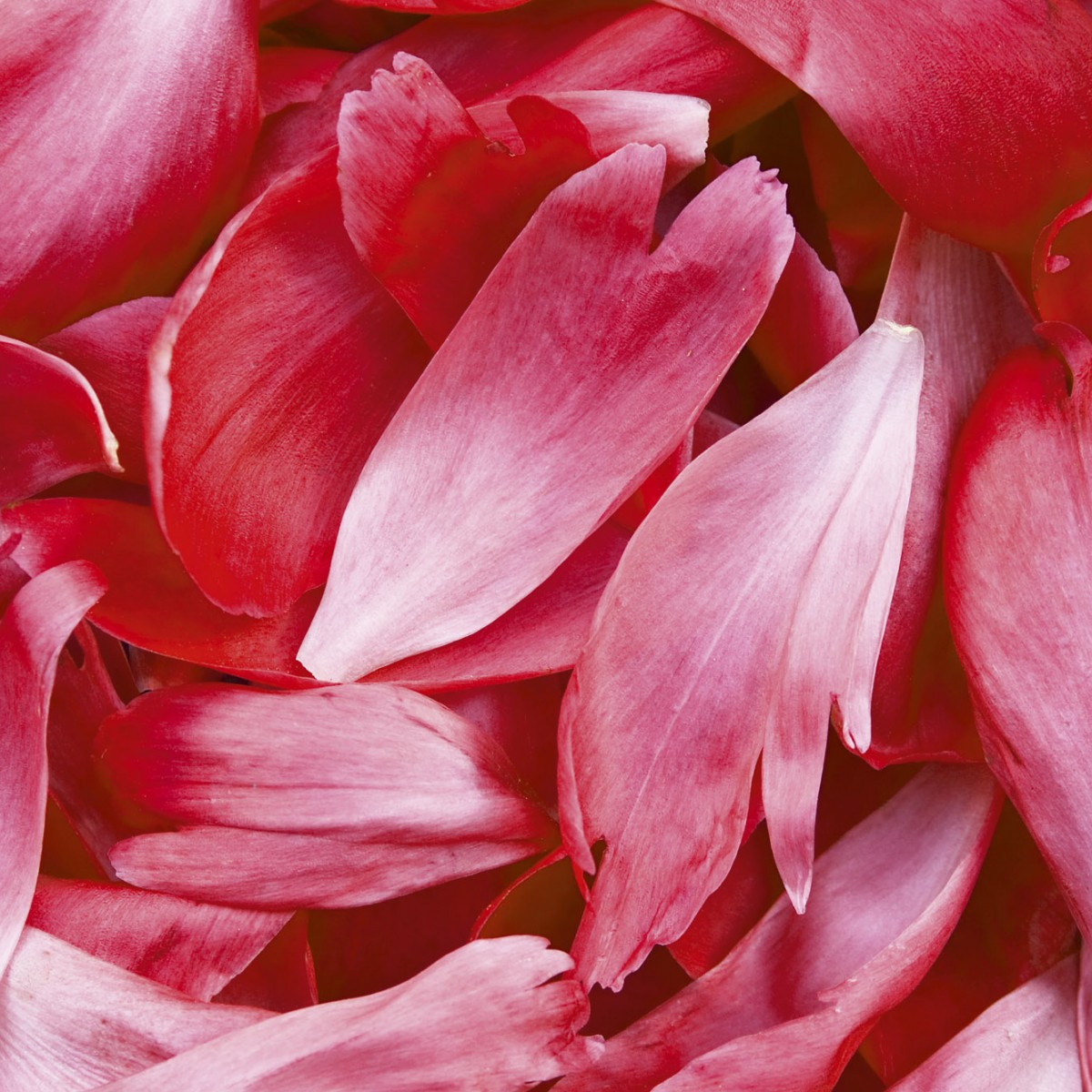 Foto tapet 3D Red Petals, Dimex, 5 fâșii, 375 x 250cm