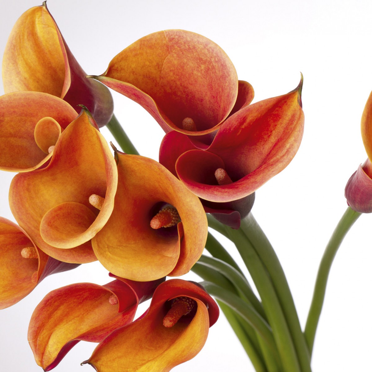 Foto tapet 3D Calla, Dimex, 5 fâșii, 375 x 250cm