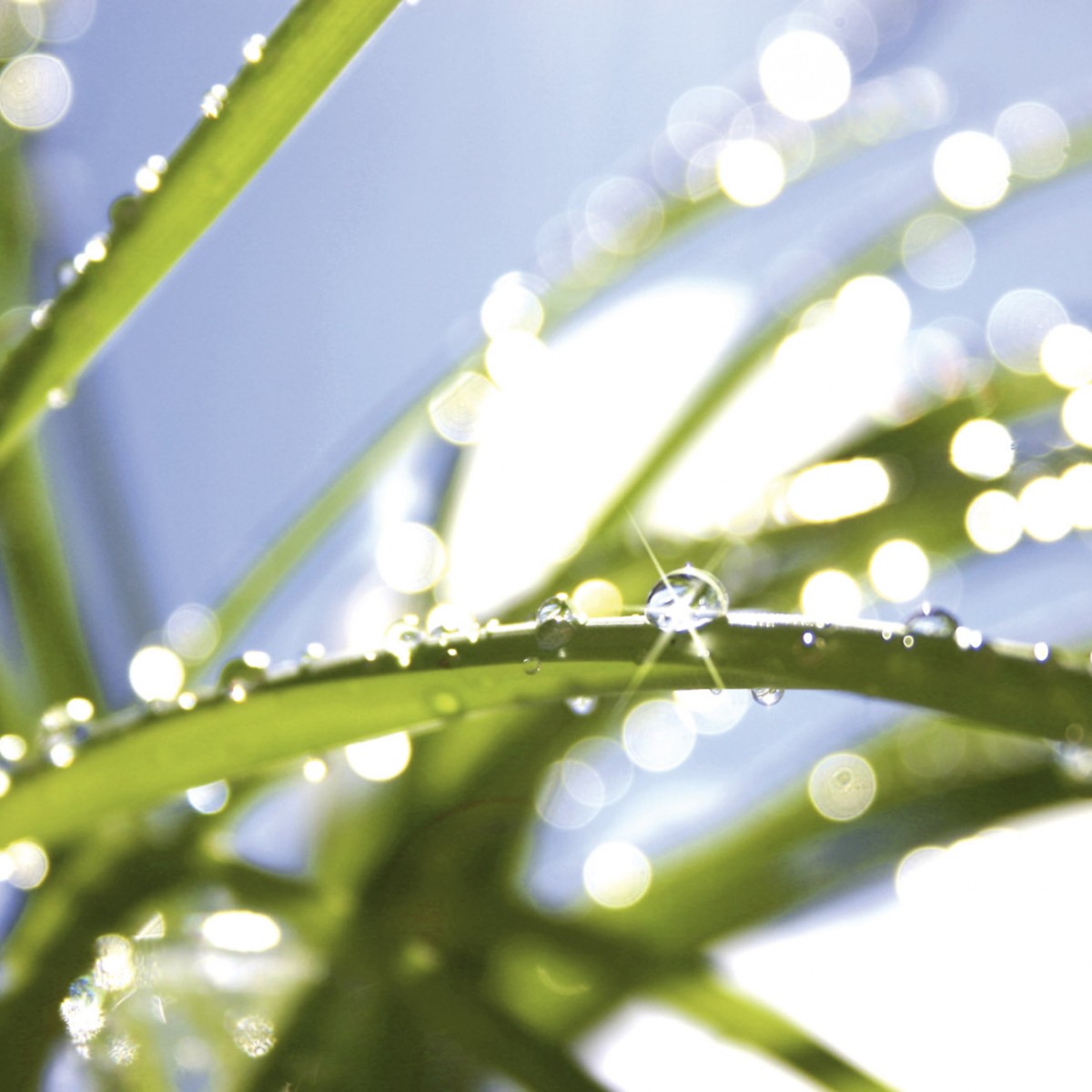 Foto tapet 3D Grass, Dimex, 5 fâșii, 375 x 250cm