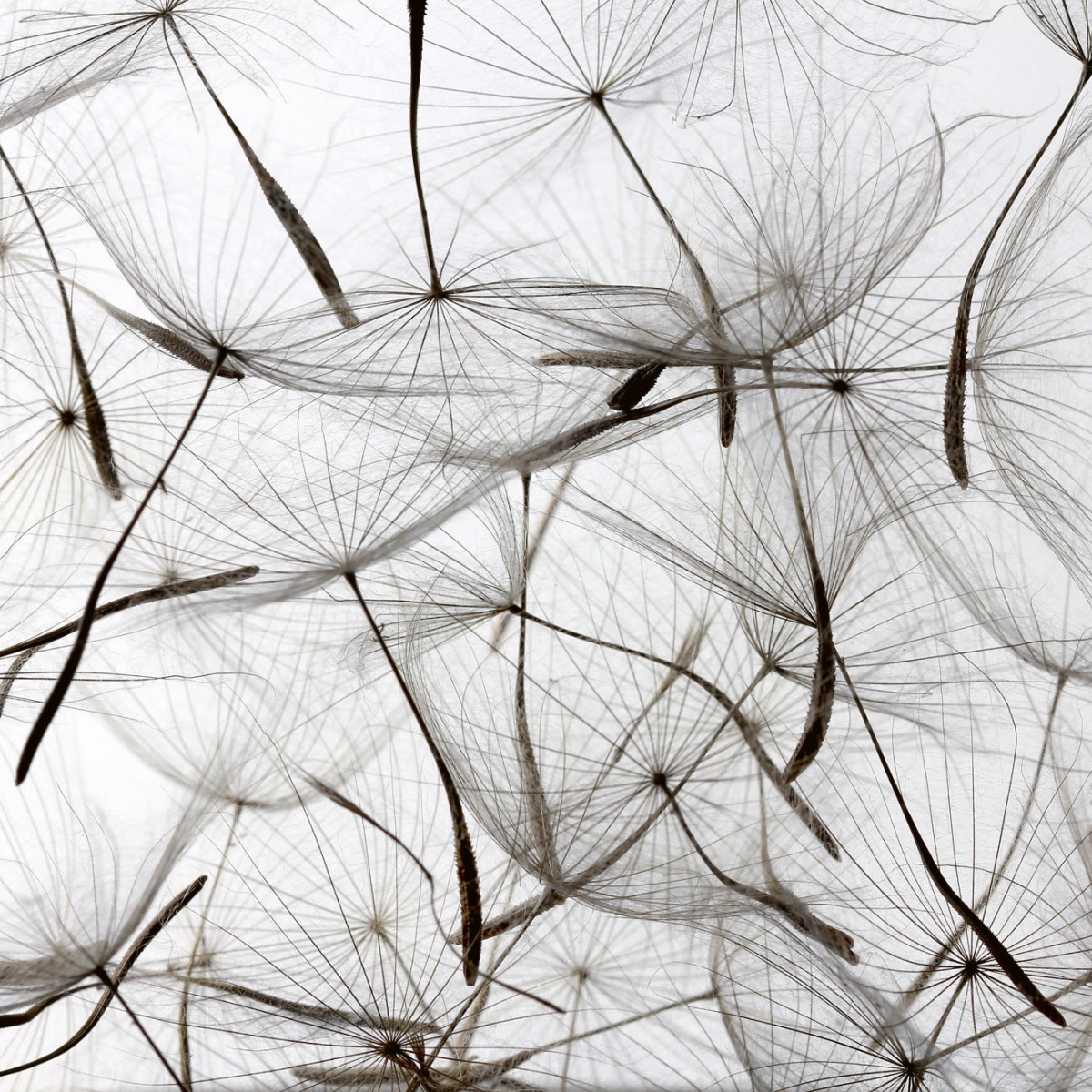 Foto tapet 3D Dandelion Seeds, Dimex, 5 fâșii, 375 x 250cm