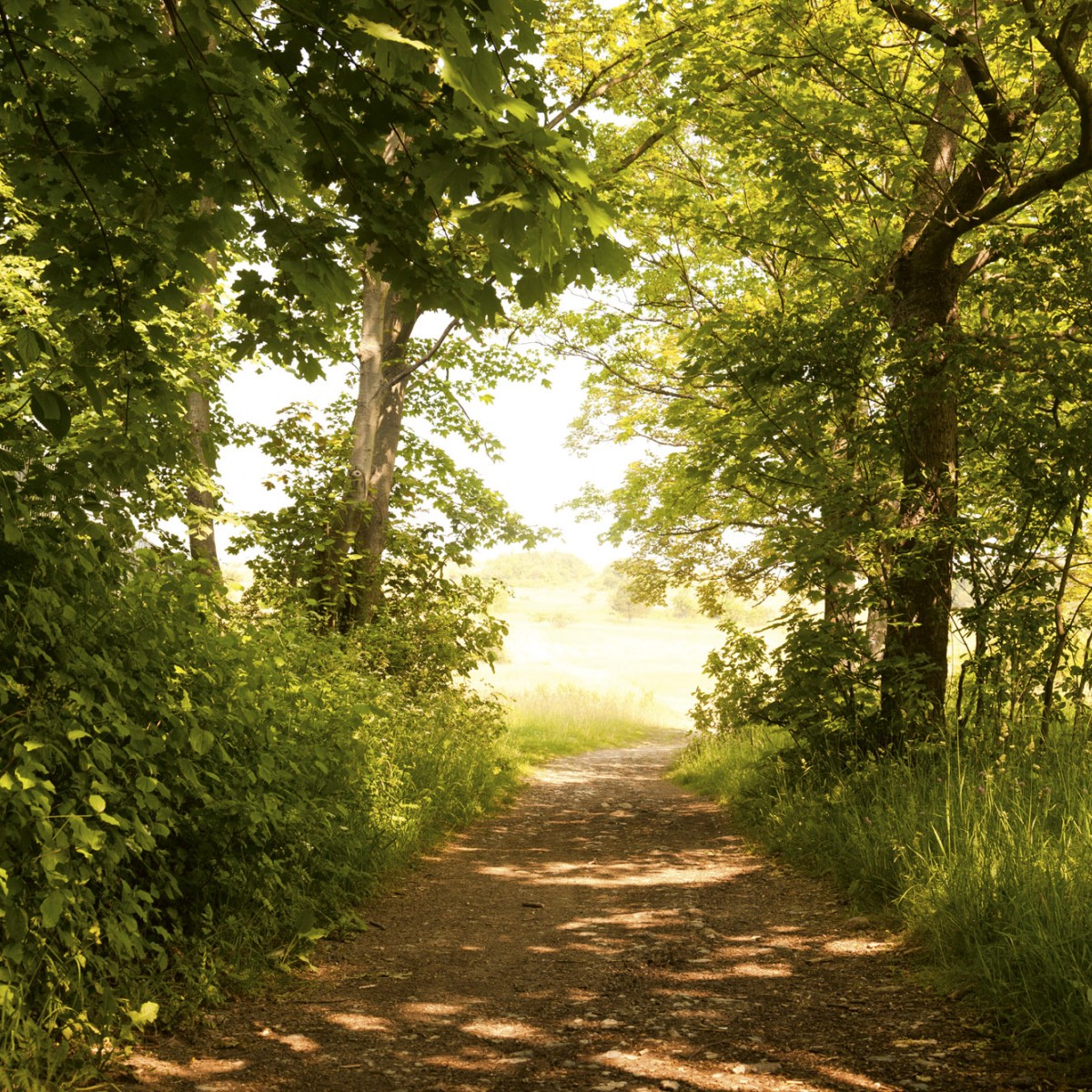 Foto tapet 3D Forest Path, Dimex, 5 fâșii, 375 x 250cm