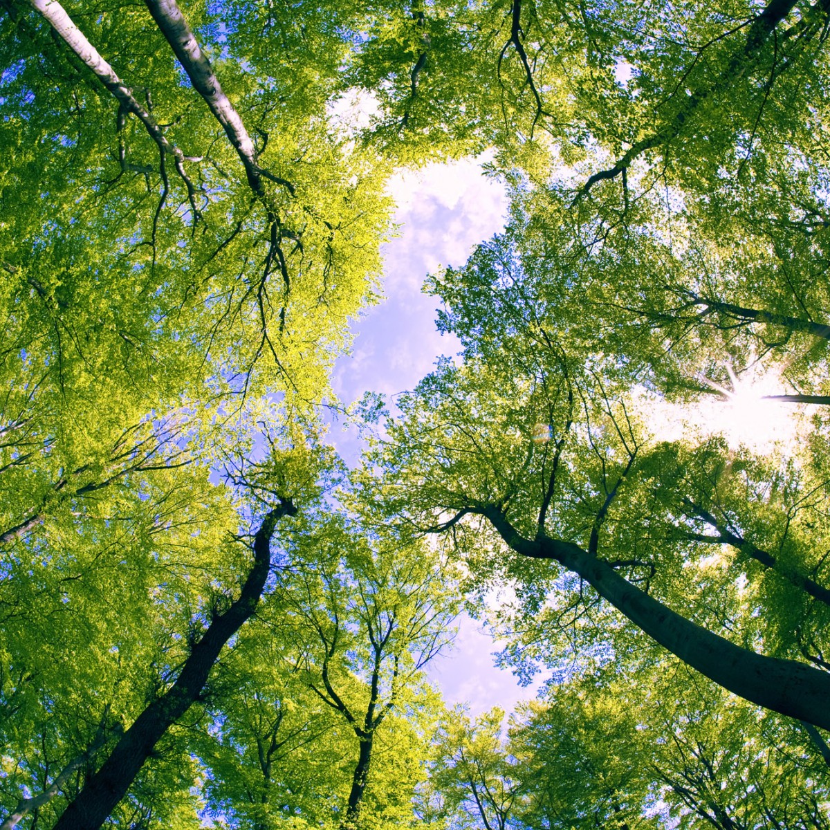 Foto tapet 3D Trees, Dimex, 5 fâșii, 375 x 250cm