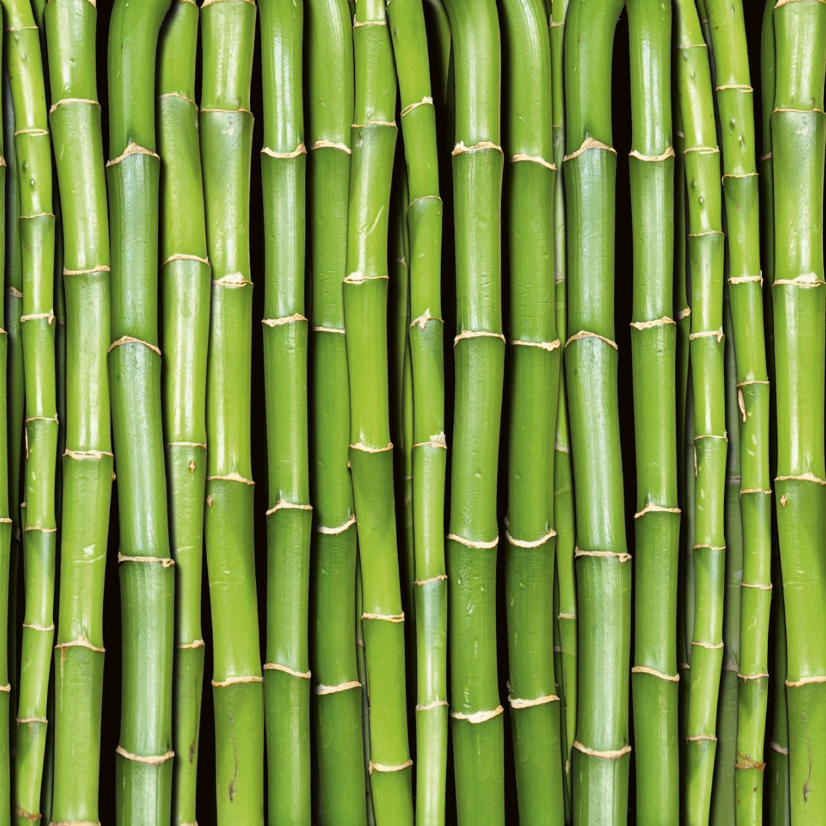 Foto tapet 3D Bamboo, Dimex, 5 fâșii, 375 x 250cm