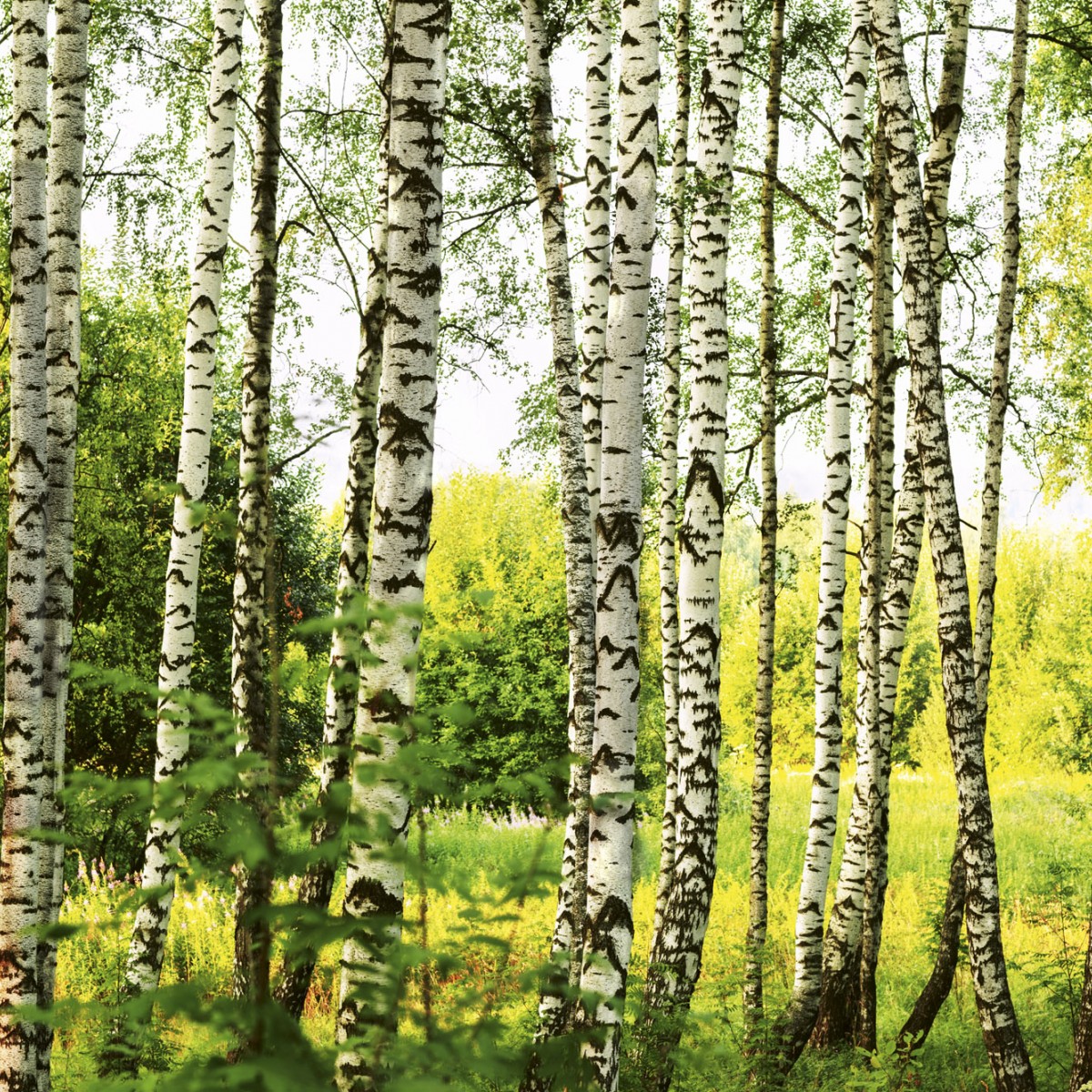 Foto tapet 3D Birch Forest, Dimex, 5 fâșii, 375 x 250cm