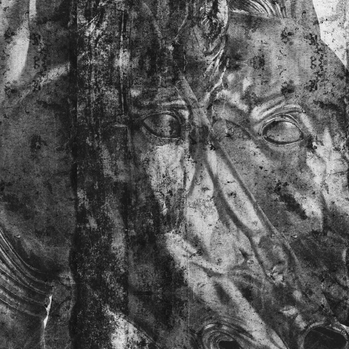 Fototapet contemporan Cavalli Selvaggit, personalizat, idea murale