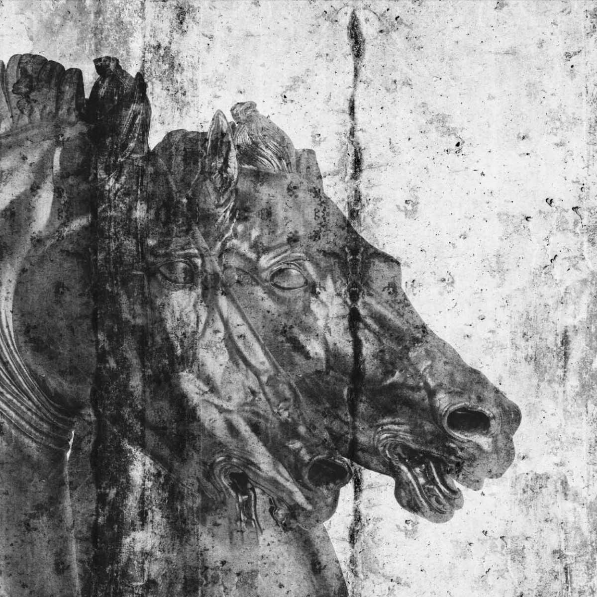 Fototapet contemporan Cavalli Selvaggit, personalizat, idea murale