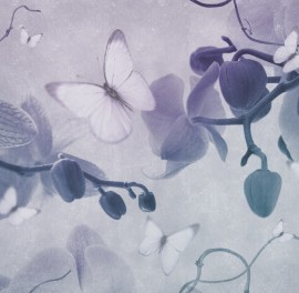 Fototapet contemporan Orchidee incantevoli, personalizat, Idea Murale