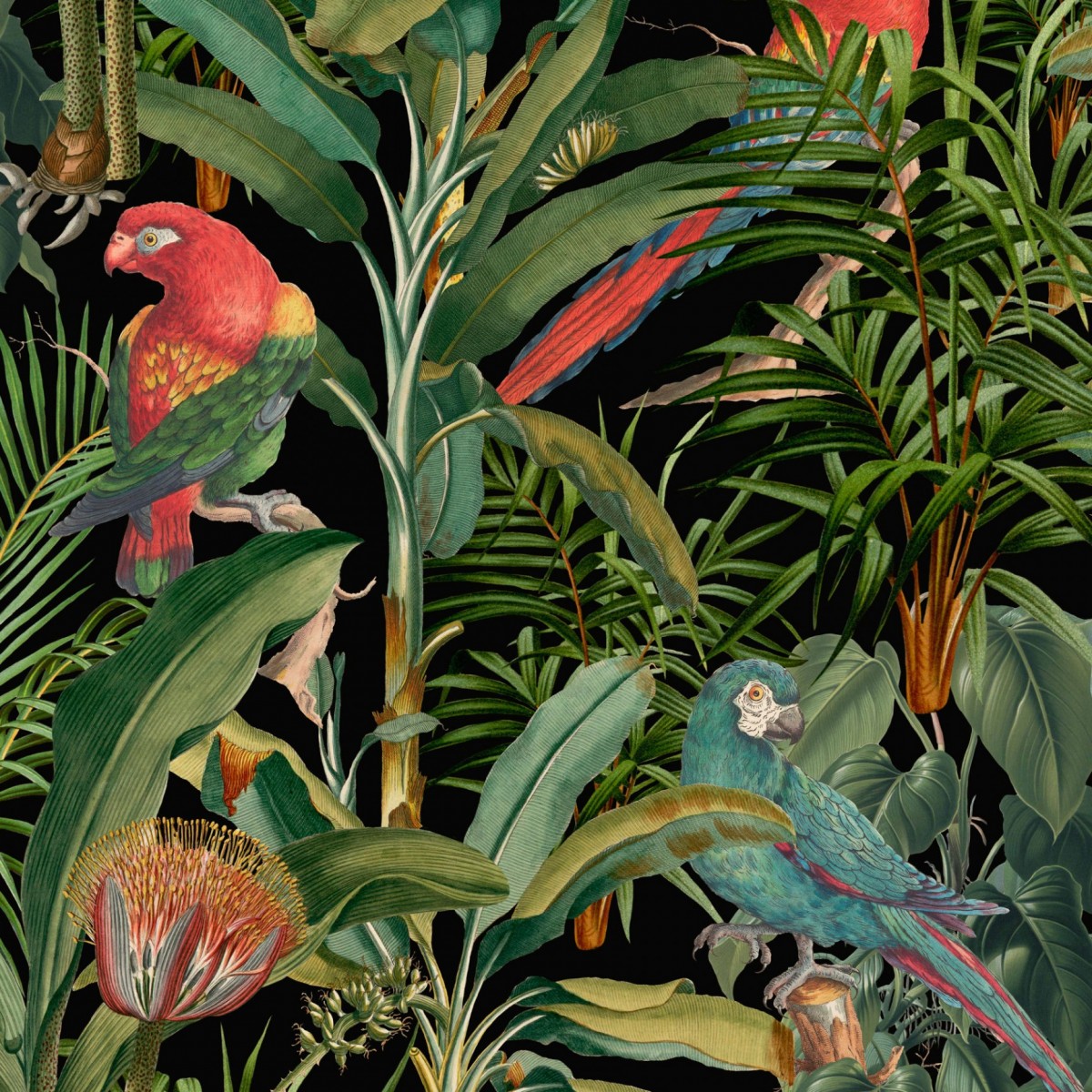 Tapet designer Parrots of Brasil Antracit, MINDTHEGAP, Tapet Exclusivist, Tapet 