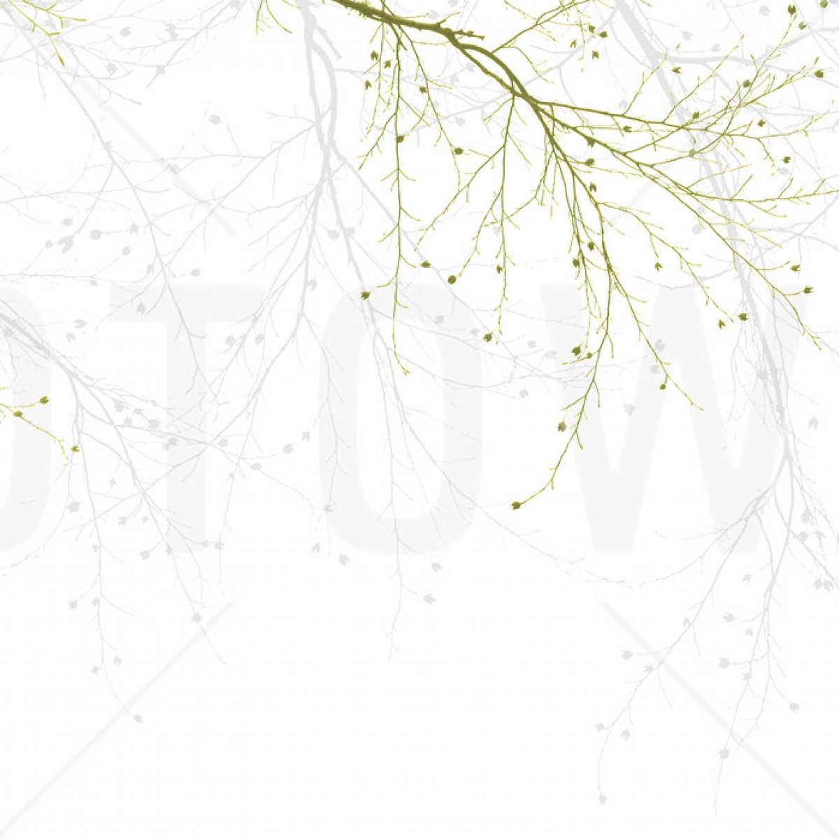 Fototapet Black Beech - Green, personalizat, Photowall