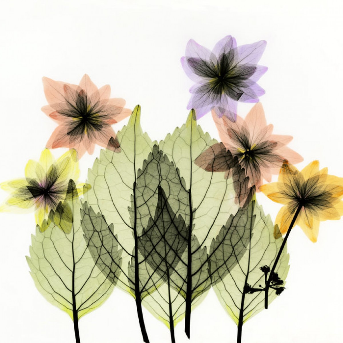 Fototapet Shooting Star, personalizat, Photowall