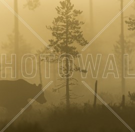 Fototapet Bear in Morning Fog, Personalizat, Photowall