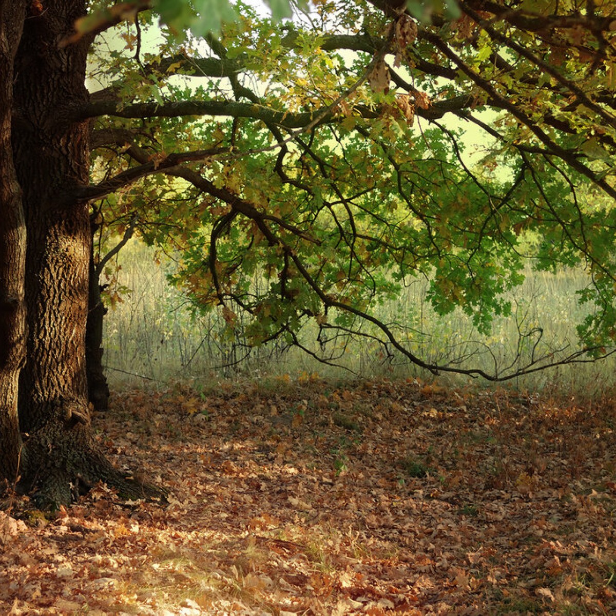 Fototapet Evening Sun Beams on Autumn Leaves of Oak Tree, Personalizat, Photowall, Fototapet living 