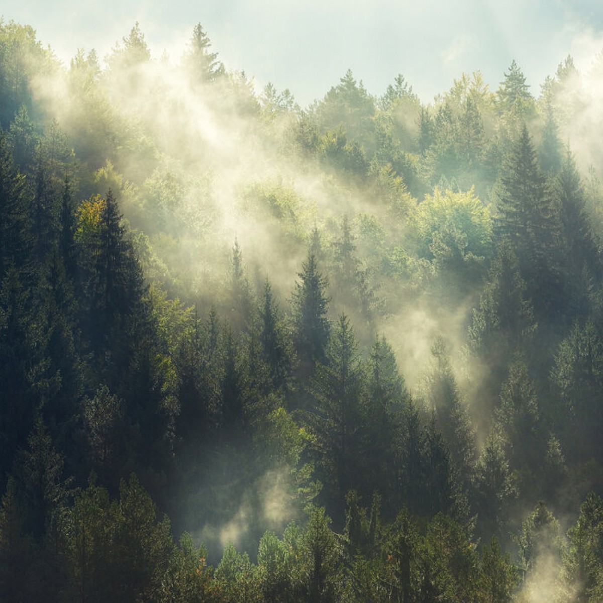 Fototapet Misty Forest, Personalizat, Photowall, Fototapet living