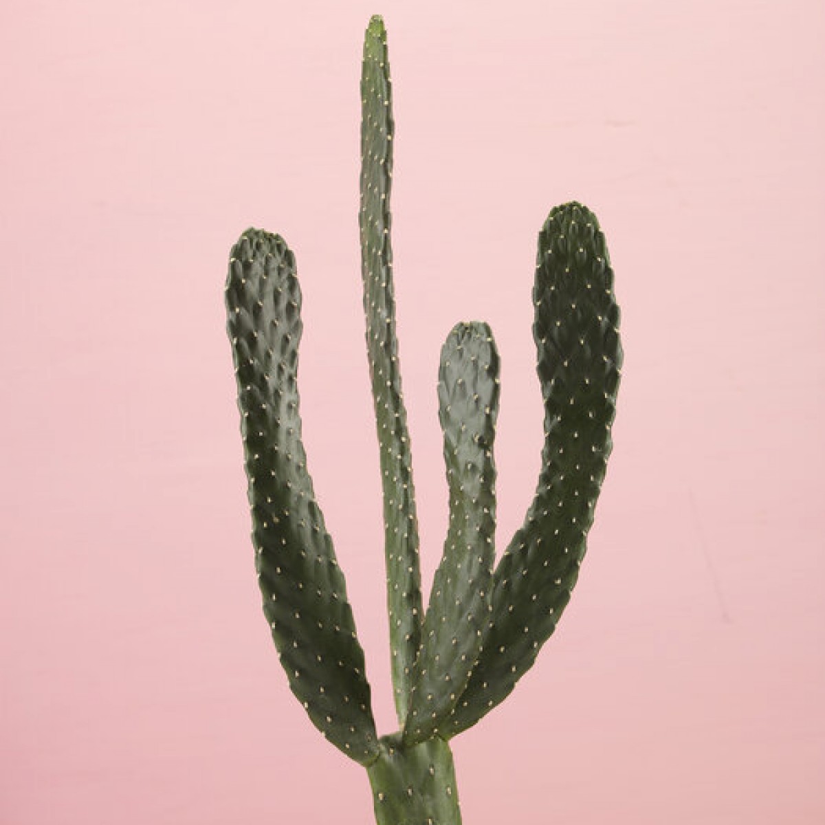 Fototapet Cacti, Pink, Personalizat, Photowall, Fototapet living