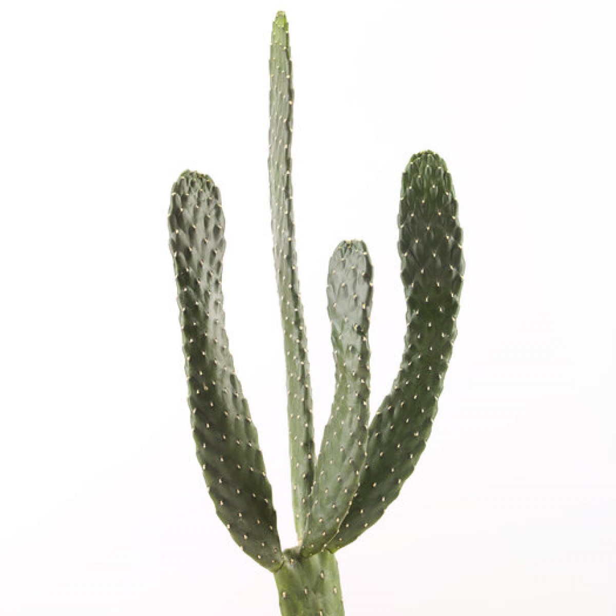 Fototapet Cacti, White, Personalizat, Photowall, Fototapet living