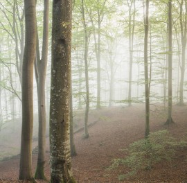 Fototapet Swedish Beech Forest I, Personalizat, Photowall