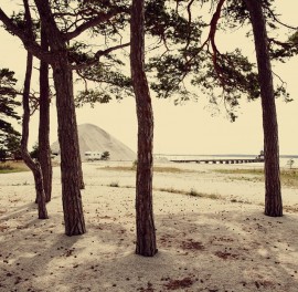 Fototapet Caravan and Pines in Gotland, Sweden, Europe, Personalizat, Photowall