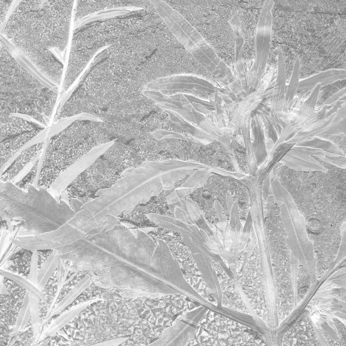 Fototapet Flora Hysterica 1, personalizat, Photowall