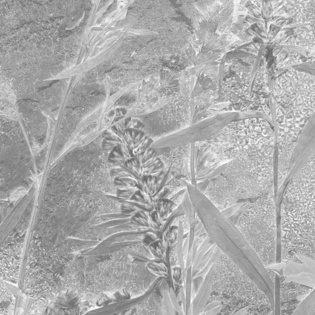 Fototapet Flora Hysterica 1, personalizat, Photowall