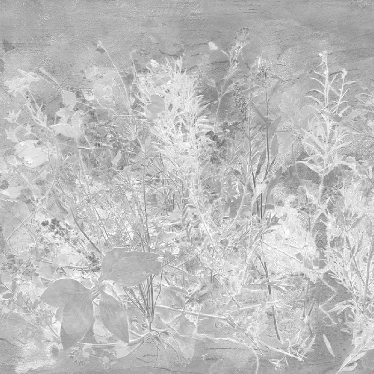 Fototapet Flora Hysterica 1, personalizat, Photowall