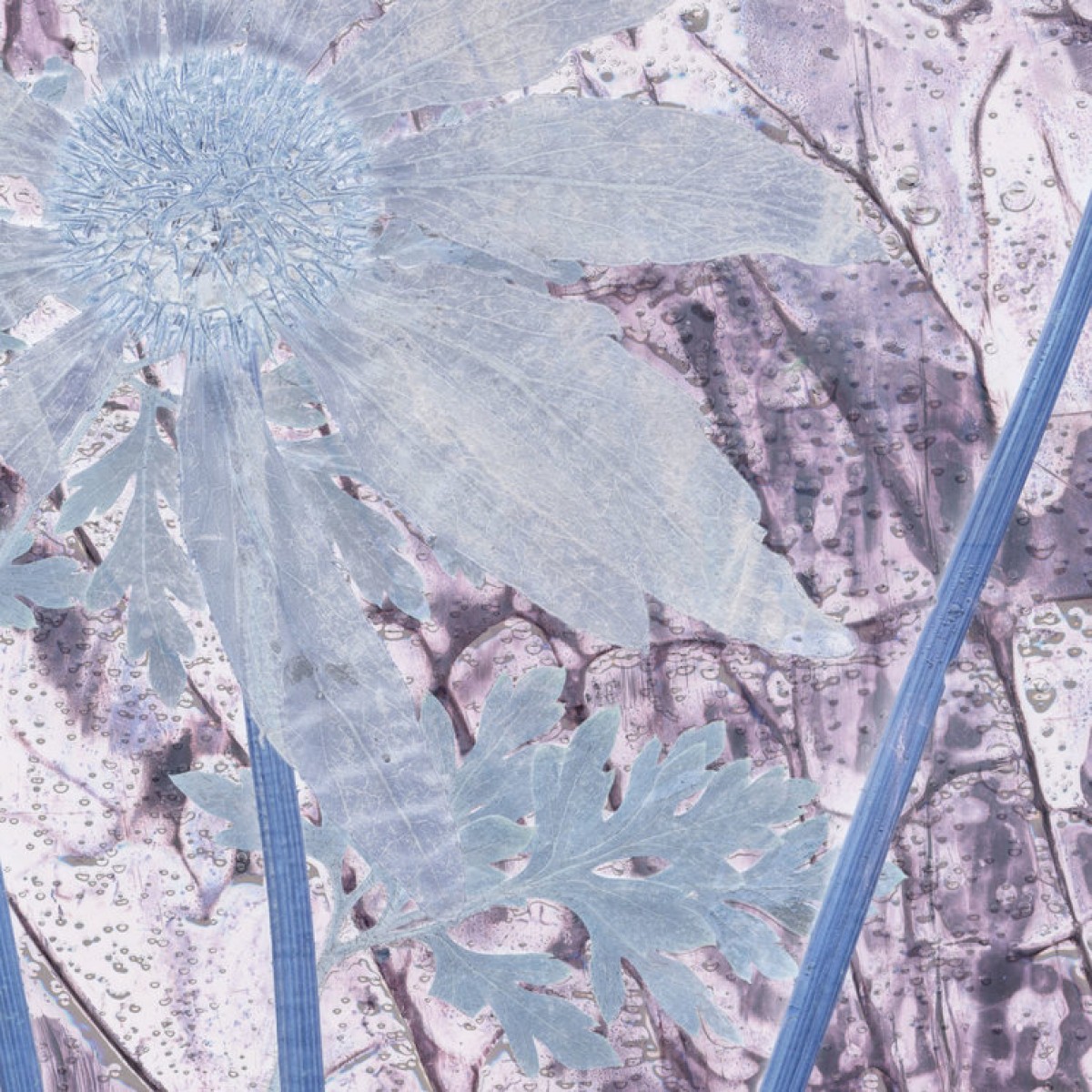 Fototapet Flora Hysterica 2, personalizat, Photowall