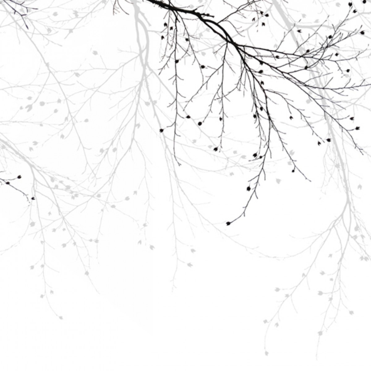 Fototapet Black Beech, personalizat, Photowall