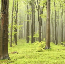 Foto tapet 3D Pădure, personalizat, Rebel Walls