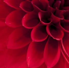 Foto tapet 3D Floral, detalii, personalizat, Rebel Walls