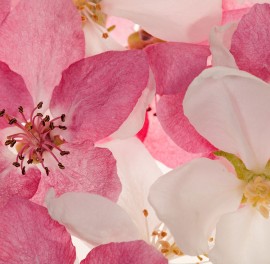 Fototapet Apple Blossom, personalizat, Rebel Walls